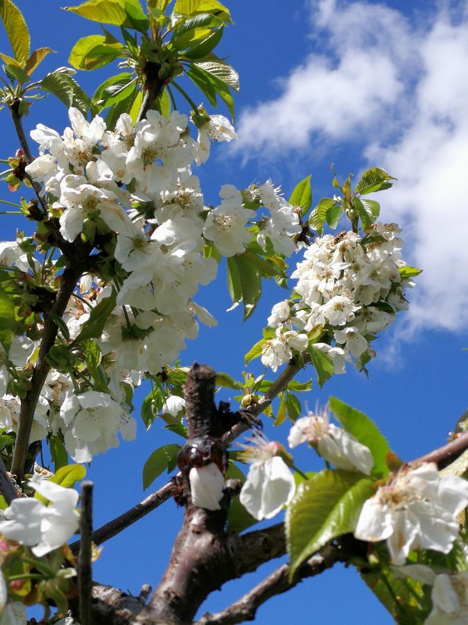 B&B Pontesello Colognola ai Colli Dış mekan fotoğraf