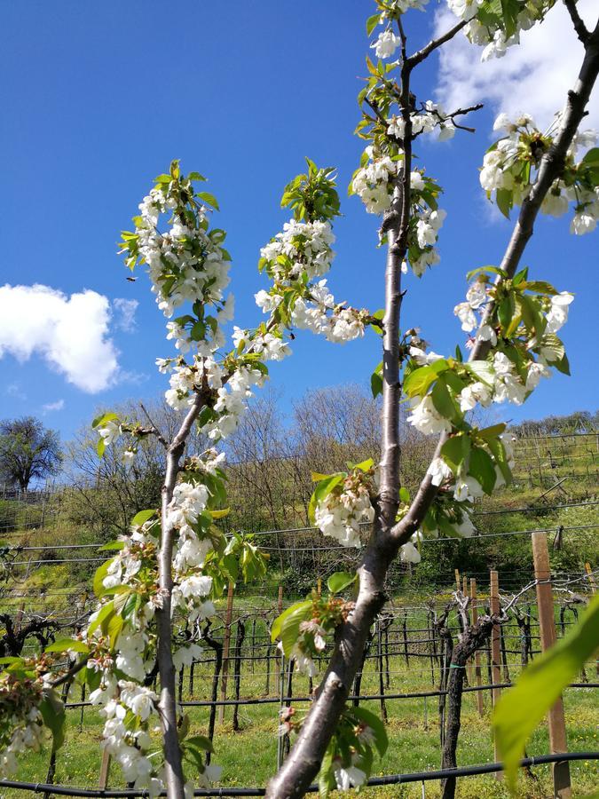 B&B Pontesello Colognola ai Colli Dış mekan fotoğraf